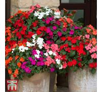 Thompson & Morgan Impatiens (Busy Lizzie) Beacon Mixed 1 Seed Packet (25 Seeds)