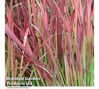 Thompson & Morgan Imperata Cylindrica Red Baron 1 Litre Potted Plant X 1