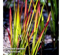 Thompson & Morgan Imperata Cylindrica Red Baron 14Cm Potted Plant X 2