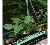 Thompson & Morgan Incredicrop Grow Bag 35 Litre Bag X 40 Units (1 Pallet)