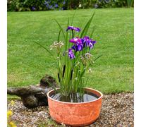 Thompson & Morgan Insects Patio Pond Kit + Terracotta Marble Caesar...