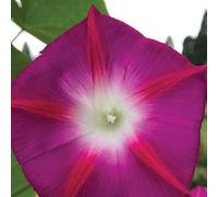 Thompson & Morgan Ipomoea Party Dress 1 Packet (30 Seeds)