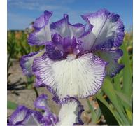 Thompson & Morgan Iris Autumn Circus Re-Blooming x 3 Bare Roots