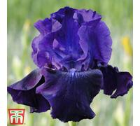 Thompson & Morgan Iris Germanica Rosalie Figge 3 Bare Root Plants