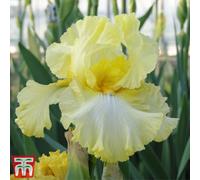 Thompson & Morgan Iris Germanica 'summer Olympics' - 3 Bare Root Plants