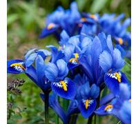 Thompson & Morgan Iris Harmony Flower Bulbs For Planting - Pack Of 160 Bulbs