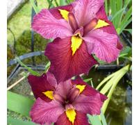 Thompson & Morgan Iris Louisiana Ann Chowning 9Cm Potted Plant X 1
