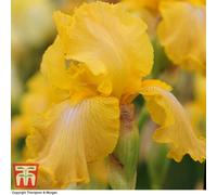 Thompson & Morgan Iris Re-Blooming Buckwheat 3 Bare Roots