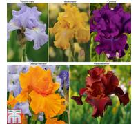 Thompson & Morgan Iris Re-Blooming Collection 5 Rhizomes (1 Of Each)