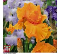 Thompson & Morgan Iris Re-Blooming Orange Harvest 3 Bare Roots
