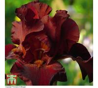 Thompson & Morgan Iris Re-Blooming Pass The Wine 1 Bare Root