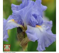 Thompson & Morgan Iris Re-Blooming Victoria Falls 3 Bare Roots