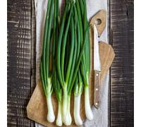Thompson & Morgan Ishikura Bunching Onion Seeds - Hardy Perennial Mild Flavor Spring Onions