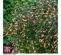 Thompson & Morgan Jacobinia Paciflora 9Cm Potted Plant X 3