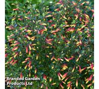 Thompson & Morgan Jacobinia Pauciflora 9Cm Potted Plant X 2