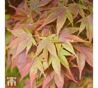 Thompson & Morgan Japanese Acer Palmatum - 9Cm Potted Plants X 2