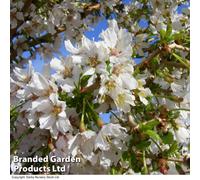 Thompson & Morgan Japanese Flowering Cherry Tree - Kojo-No-Mai 9Cm Pot X 3