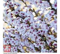 Thompson & Morgan Japanese Flowering Cherry Tree - Kojo-No-Mai Potted Plant X 1