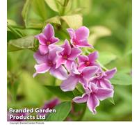 Thompson & Morgan Jasmine Stephanense Starry Starry Summer Scent 9Cm Potted Plant X 2