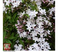 Thompson & Morgan Jasminum (Jasmine) Polyanthum Starry Summer Night 3 Litre Pot X 1
