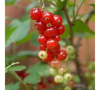 Thompson & Morgan Jonkheer Van Tets Redcurrant Bush (Ribes Rubrum) - Hardy High-Yielding Fruit For Eating & Preserves. 3L Pot X2