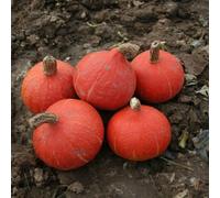 Thompson & Morgan Kabocha Sun Spot Squash Seeds Small Dark Orange Dense Flesh Easy Grow Vegetable (1 Packet 4 Seeds)
