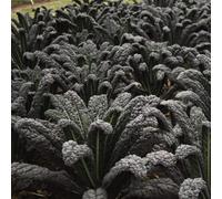 Thompson & Morgan Kale Black Magic 1 Seed Packet (100 Seeds)