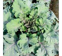 Thompson & Morgan Kale Brassica Oleracea Var Acephala Cottagers Kale 1 Seed Packet, Green