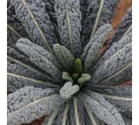 Thompson & Morgan Kale Cobra F1 Seeds - Tender Dark Leaves High Yield Winter Veg Cut & Come Again Hardy - 1 Packet (20 Seeds)