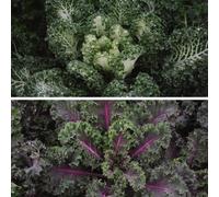 Thompson & Morgan Kale Duo Mix 2 Seed Packets (10 Seeds Of Each Variety)