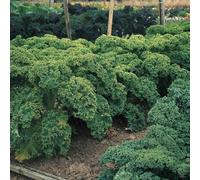 Thompson & Morgan Kale Dwarf Green Curled 1 Seed Packet, Green
