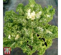 Thompson & Morgan Kale Frost Byte F1 1 Seed Packet (20 Seeds), Multi