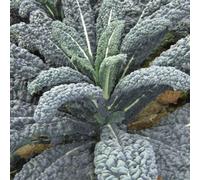 Thompson & Morgan Kale 'yurok' F1 Hybrid - 1 Seed Packet (30 Seeds)