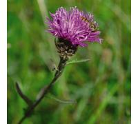 Thompson & Morgan Knapweed Promo New Kew Range 1 Seed Packet, Purple