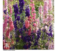 Thompson & Morgan Larkspur The Seven Dwarfs 1 Packet (150 Seeds)