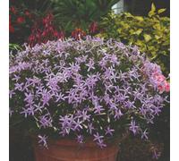 Thompson & Morgan Laurentia Avant-Garde Pink F1 Hybrid Seeds - Vigorous Scented Star Blooms Long Flowering Half-Hardy Annual. 50 Seeds.