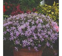 Thompson & Morgan Laurentia Avant-Garde Pink Star Flower Seeds - 50 F1 Vigour Seeds For Pots Baskets Borders