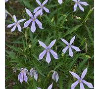 Thompson & Morgan Laurentia Blue Stars Seeds - Starry Blue Flowers For Containers Baskets Bedding - Easy Long-Flowering - 1 Packet (50 Seeds)
