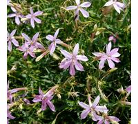 Thompson & Morgan Laurentia Grande Pink Seeds - Pale Pink Star Flowers For Beds Borders & Containers - Long Summer Bloom (Packet Of 50)