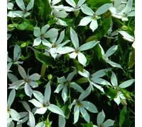 Thompson & Morgan Laurentia White Star-Shaped Flowers Easy-Care Annual Seeds For Containers Baskets & Borders - 60 Seeds