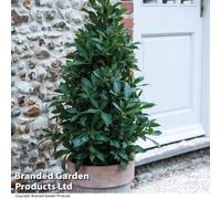 Thompson & Morgan Laurus Nobilis (Bay Tree) Pyramid 60Cm Tall 16Cm Potted Plants X 1