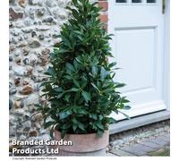 Thompson & Morgan Laurus Nobilis (Bay Tree) Pyramid Tall 25Cm Potted Plant X 2