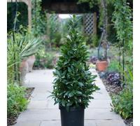 Thompson & Morgan Laurus Nobilis Pyramid 90Cm Tall 20Cm Potted Plant X 2
