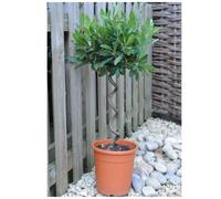 Thompson & Morgan Laurus nobilis Spiral Stem 45-50cm Tall 25cm Potted Plant x 1, Green