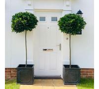 Thompson & Morgan Laurus Nobilis Std 75-80 Cm Tall 25-30Cm Head 19Cm Potted Plant X 1