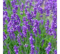 Thompson & Morgan Lavandula Ang Munstead 3.6 Litre Potted Plant X 2