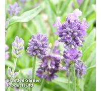 Thompson & Morgan Lavandula angustifolia Dwarf Blue 9cm Potted Plants x 3, Purple