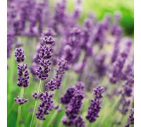 Thompson & Morgan Lavandula Lavender Angustifolia Munstead 3.6 Litre Potted Plant X 1