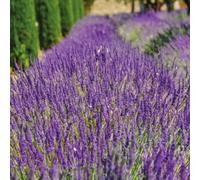 Thompson and Morgan Lavandula Lavender Angustifolia Munstead Plant Pot 9cm - Size: 45 x 60 x 60cm - Purple - Thompson & Morgan - Wilko