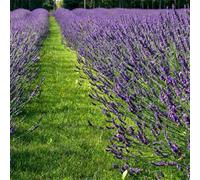 Thompson & Morgan Lavandula Lavender Intermedia Phenomenal 1 Litre Potted Plant X 1